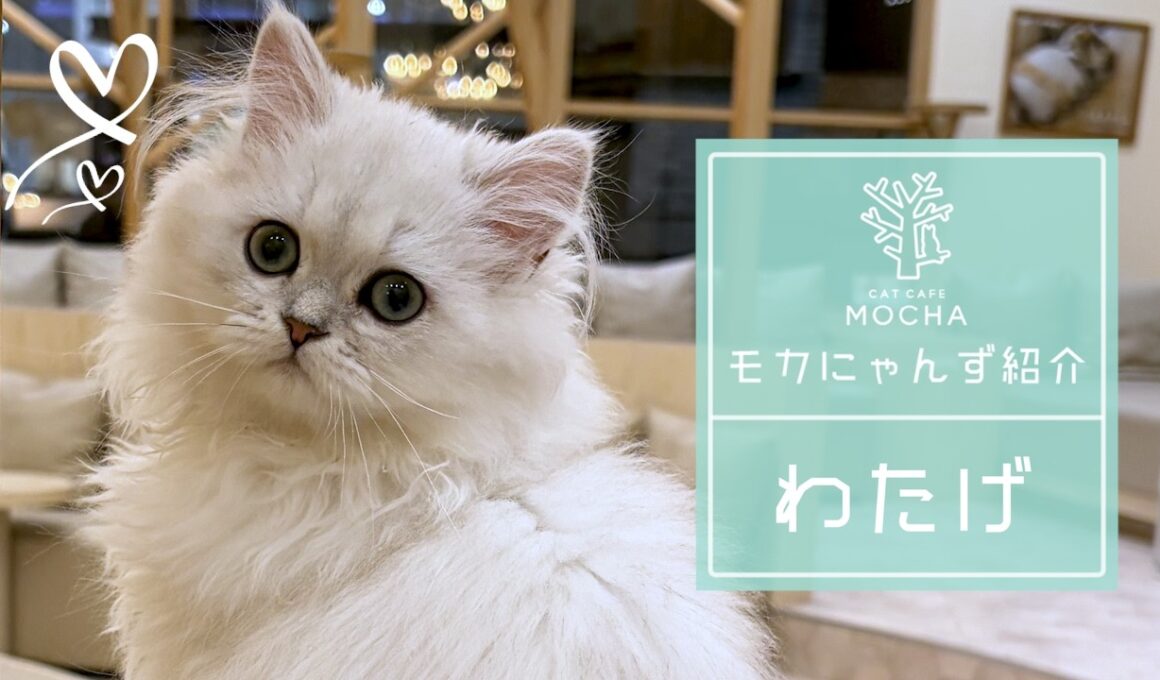 わたげ(ペルシャ♂)　筑紫野店