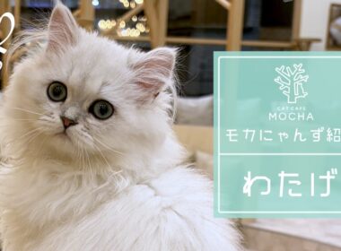 わたげ(ペルシャ♂)　筑紫野店