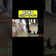 夏の猫達１日ルーティン　#猫 #おもしろ #アテレコ #ニャンチューバーつくし