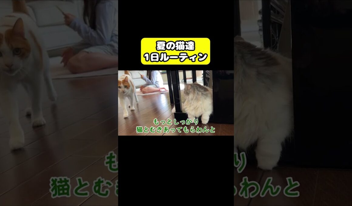 夏の猫達１日ルーティン　#猫 #おもしろ #アテレコ #ニャンチューバーつくし