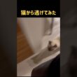 シャム猫から逃げてみた #猫 #しゃむねこ