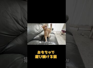 おもちゃを狙う猫の姿勢がスゴいww #ネコ #cat #ねこ #猫のいる生活 #shorts #アメショ #ノルウェージャンフォレストキャット #アメリカンショートヘア #猫のいる暮らし