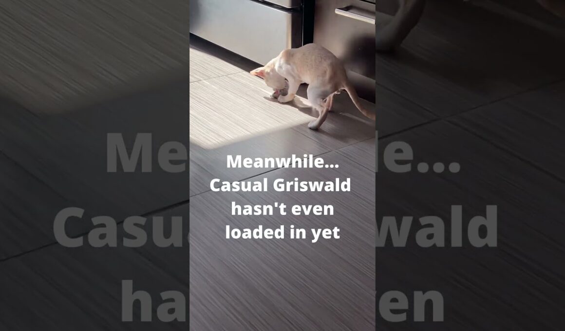 Live footage of a Cornish Rex speedrunner vs. a casual 🕹️🐱