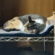 キジシロのルル、黒猫くーとシャム雫、三毛猫ミックス。それぞれの寝場所をオムニパス