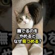 ネコはなぜ撫でるのをやめると見つめる？実は続きを待っていた