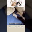 仲良し子猫の成長記録024。#shorts #保護猫 #子猫 #猫のいる暮らし