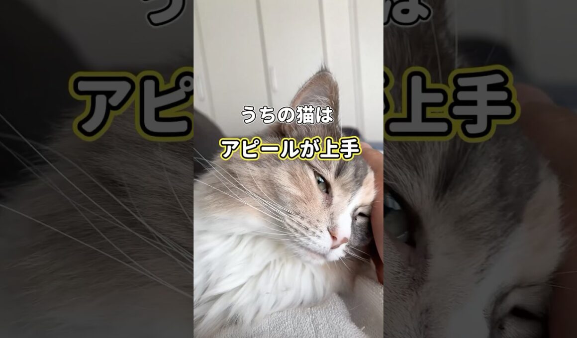 顎を撫でてほしい猫　#ノルウェージャンフォレストキャット