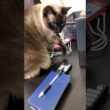 隙間からせっかく取り出したモノを誤って落下させるシャム猫🛸 #Shorts