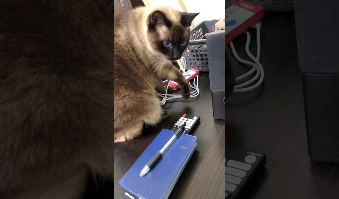 隙間からせっかく取り出したモノを誤って落下させるシャム猫🛸 #Shorts