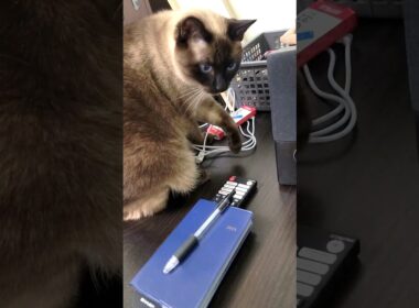 隙間からせっかく取り出したモノを誤って落下させるシャム猫🛸 #Shorts