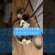 #munchkinfold #cute #にゃんグラム #マンチカン #保護猫 #短足部 #ねこ #猫のいる暮らし #好きな子猫 #kitten #猫好きさんと繋がりたい