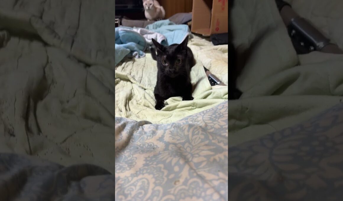 シャムねこ雫「キジシロのルル。冷風扇から飛び降り、別室へ行ったら、黒猫くー、黒夢が、じゃれあっていたね」