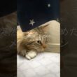 狩りに目覚めるメインクーン❓ #cat #猫 #ねこ #ネコ #shorts
