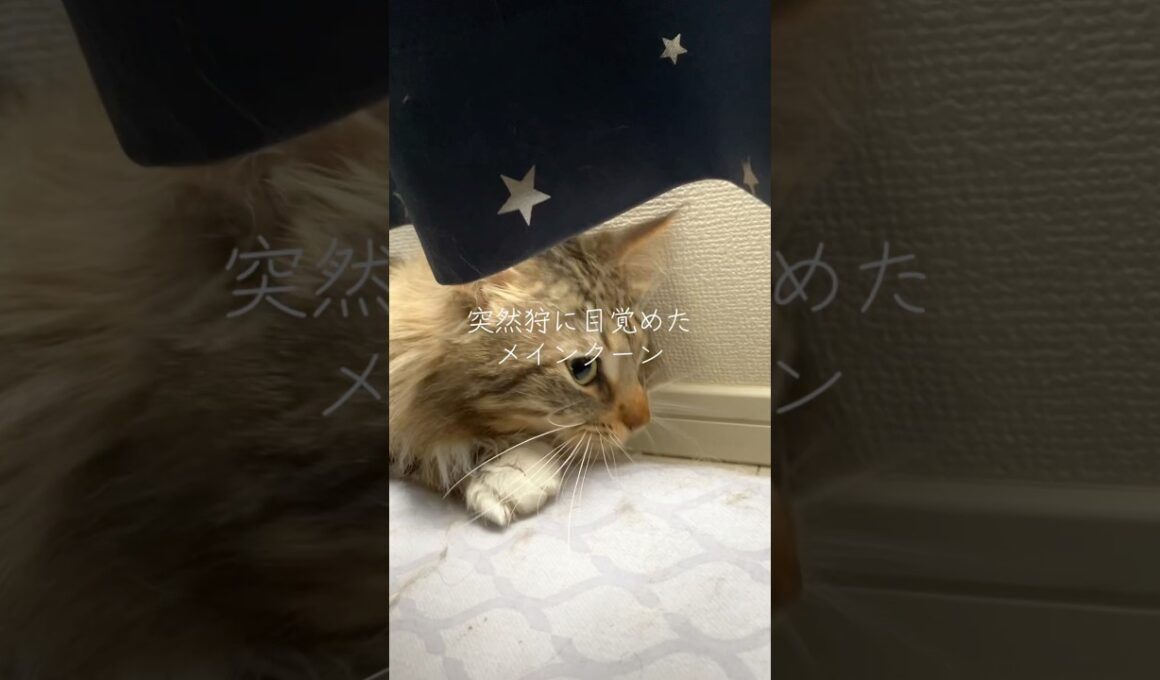 狩りに目覚めるメインクーン❓ #cat #猫 #ねこ #ネコ #shorts