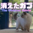 バーマン猫ラフとガブ【消えたガブ】The Vanished Gabriel（バーマン猫）Birman/Cat
