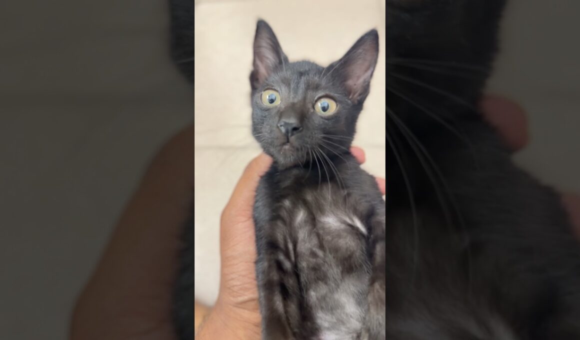 Little black kitten missed you so much! 🥺