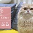 めーぷる(アメリカンカール♀)　京都河原町店