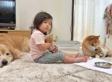 突然子猫が行方不明になり大捜索することになりました...