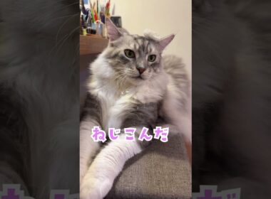 大型猫の毛玉で遊ぶ少年。大型猫と少年の夏休み#shorts
