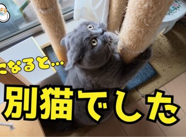 ブリティッシュショートヘア、夏になると性格まで変わります😂
