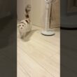 呼んだら猛ダッシュしてきた結果 #アメリカンカール