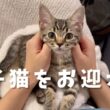 スコティッシュフォールドの子猫をお迎えした！