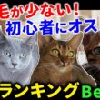 抜け毛が少ない猫の種類ランキングTOP５！初心者必見！初めて猫を飼うご家族さんにもおすすめの猫種を猫プロがご紹介！