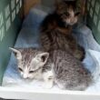 雛菊ちゃんを見送った数時間後に緊急の子猫の保護が来た