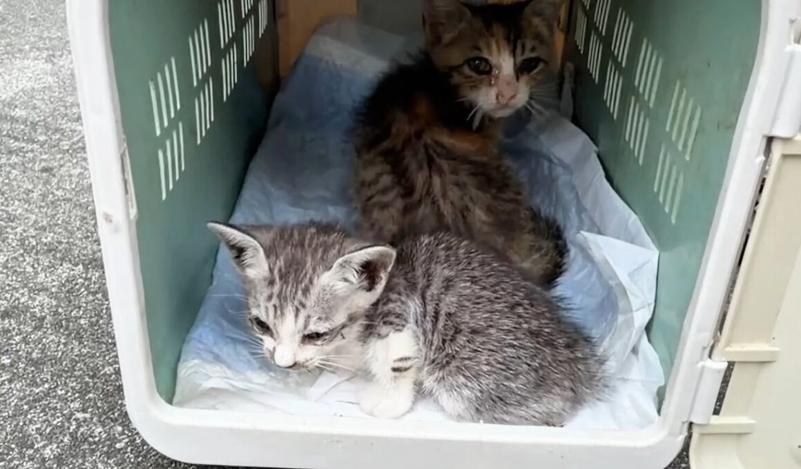 雛菊ちゃんを見送った数時間後に緊急の子猫の保護が来た