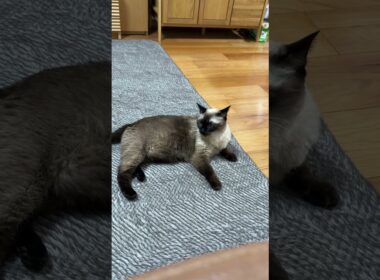 シャム猫のふくさん【たぬき猫】 #cat #しゃむねこ #猫のいる生活 暮らし #猫好きさんと繋がりたい #ねこ #cutecat #cat