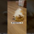 【マンチカン】まるでコストコチキンな女王猫の姿がこちらです 【犬と猫、両方飼ってると毎日かわいい♥】