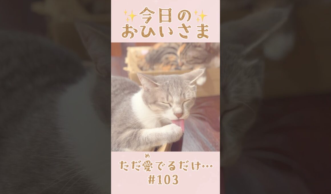我が家のおひいさまイヴ#103。成長のひとコマ…ただ愛でるだけ　#shorts