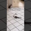 あんまりしつこくやってると先住犬が子猫たちの仲裁に入るw #子猫 #チワワ #shorts