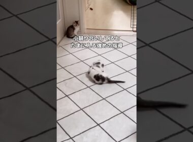 あんまりしつこくやってると先住犬が子猫たちの仲裁に入るw #子猫 #チワワ #shorts
