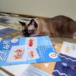 シャム猫が冊子を読書中に🐇が飛んで来た🚀📚