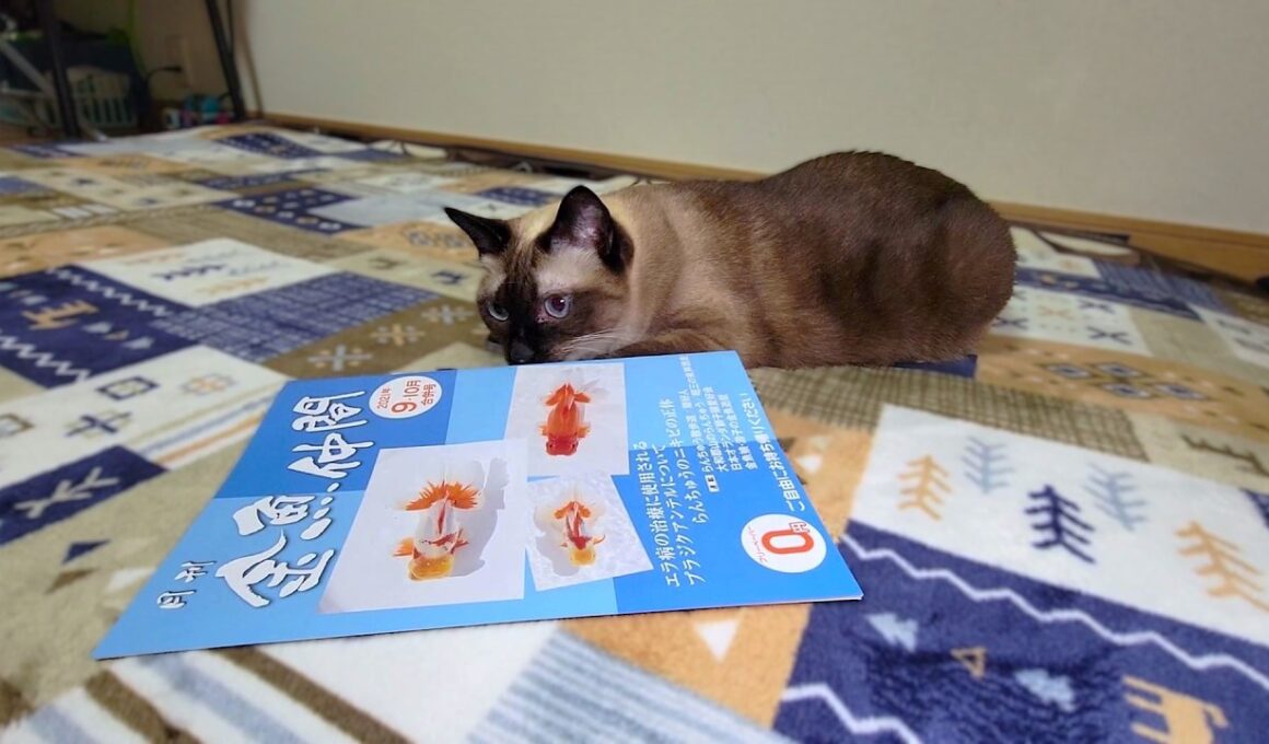 シャム猫が冊子を読書中に🐇が飛んで来た🚀📚