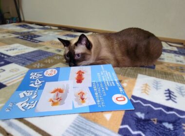 シャム猫が冊子を読書中に🐇が飛んで来た🚀📚