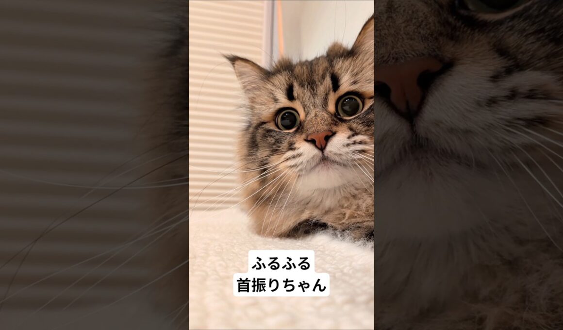 おめめうるうる首ふるふる #サイベリアン #cat #ヤマネコ
