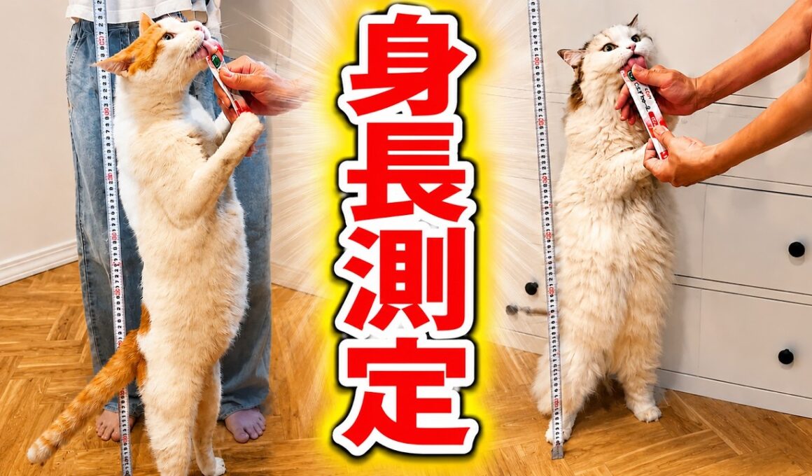 猫たちの身長を測ったら意外な事実が判明しました…