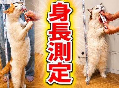 猫たちの身長を測ったら意外な事実が判明しました…