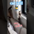 WHY WOULD SHE DO THIS 😱 #bagagwa #summer #backtoschool #catsofyoutube #cats #viral #shortsfeed