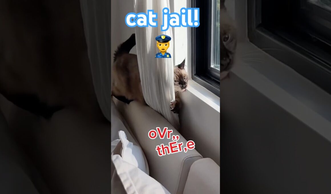 WHY WOULD SHE DO THIS 😱 #bagagwa #summer #backtoschool #catsofyoutube #cats #viral #shortsfeed