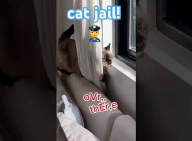 WHY WOULD SHE DO THIS 😱 #bagagwa #summer #backtoschool #catsofyoutube #cats #viral #shortsfeed