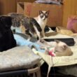 三毛猫ミックスが鳴く中、シャム雫の首を噛んで、じゃれる黒猫の黒夢。兄パンダ「妹に何するんじゃ」