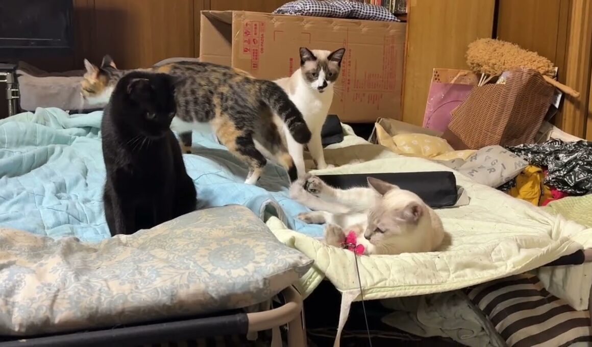 三毛猫ミックスが鳴く中、シャム雫の首を噛んで、じゃれる黒猫の黒夢。兄パンダ「妹に何するんじゃ」