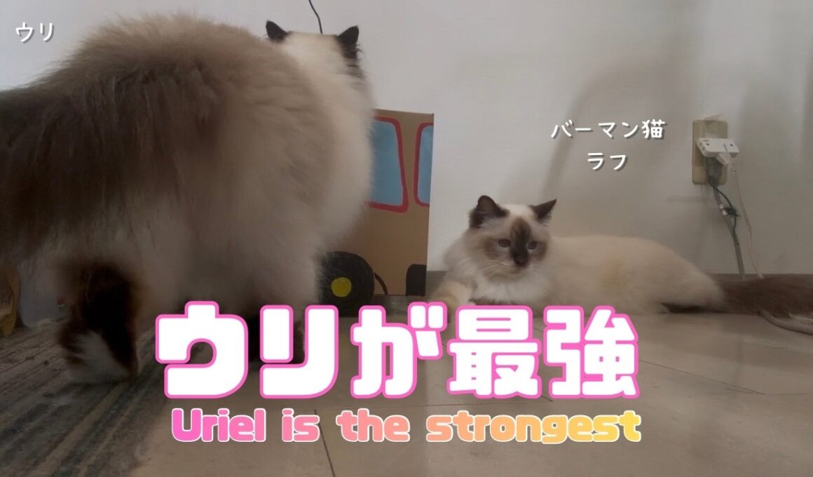 バーマン猫ガブとラフとウリ【ウリが最強】Uriel is the strongest（バーマン猫）Birman/Cat
