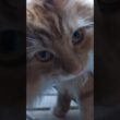 こんな体験ある？#cat#メインクーン