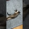 シャム猫のふくさん【たぬき猫】 #cat #しゃむねこ #猫のいる生活 暮らし #猫好きさんと繋がりたい #ねこ #cutecat #cat