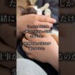 多頭飼育崩壊から救出した子猫が旅立ちました #多頭飼育崩壊 #子猫 #保護子猫