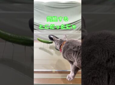 【今年のお盆風景】 #Shorts